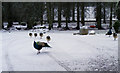 Peacocks in the Snow