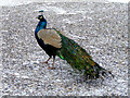 Peacock at Castle Grant