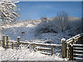 Snow at Flatts Lane Woodland Country Park