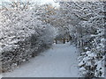 NZ5416 : Snow-laden trees and gate in Flatts Lane (view north-east) by Philip Barker