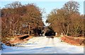 Trees in the snow