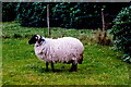 L7558 : Connemara - Kylemore Abbey - Sheep at the Chapel by Joseph Mischyshyn