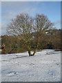 SU9948 : Winter trees on St Catherine's Hill by Basher Eyre