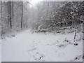 A grey snowy day in Smeekley Wood