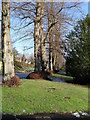 Winter trees in Pilgrims Way