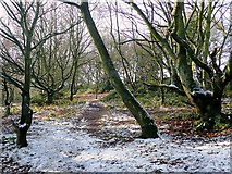 SO9095 : Woodland near Penn, Wolverhampton by Roger  Kidd