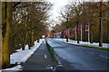 The avenue leading to Haydock Park racecourse