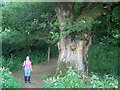 A Birnam oak