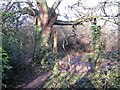 Remains of fence, right of way, Walmley