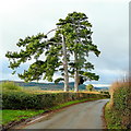 Bromsash Pines 2