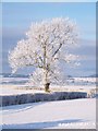 Rime-covered Tree Near Myme Farm