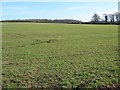 Footpath near Puddletown