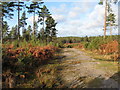 The Serpents Trail path in Lavington Plantation