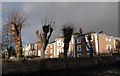 Pollarded trees, Babbacombe