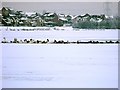 Freezing Fowl on Broadwood Loch