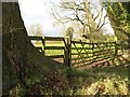 Gate, Ayntree