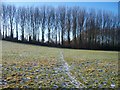 Path towards the wood