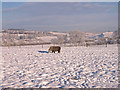 Shetland Pony, Mid Risk Farm