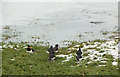 Oystercatchers in the moat