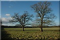 Trees in a field near Morton Spirt