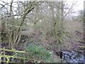 Trees in the canal