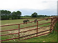 The elephant compound at Howletts zoo park