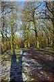 Path Through Thundersley Glen