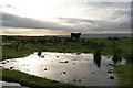 Grazing cattle on the moor top