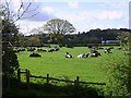 Cows in Sardis