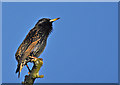 Starling basking in winter sunshine - Llantwit Major