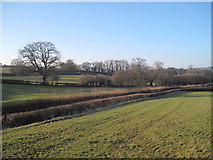 ST5011 : Fields off Wimborough Lane, Hardington Mandeville by Andrew Davis