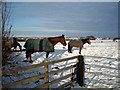 Horses Near Harelaw