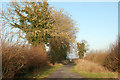 Ivy-clad trees beside Braunston Lane bridleway, Staverton