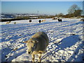 Winter Sheep