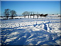 Snowy Fields Near Lindsayfield