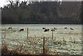 Sheep grazing off Abbey Rd, Washford