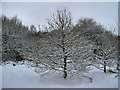 Snowy Oak