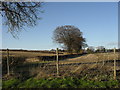 SP3312 : Field beside the road to Minster Lovell by andrew auger