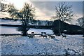 Sheep on Mill-lay Common - Llantwit Major