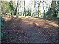 Path in the wood