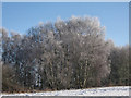 SJ7965 : Iced trees by Jonathan Kington