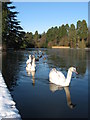 Swans of Tredegar House