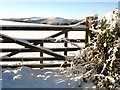 Five Bar Gate in the Snow