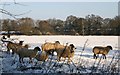 Sheep in the snow near Offchurch