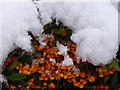 Berries Under Snow