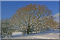 Tree on Colley Hill