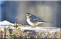 Pied Wagtail - Llantwit Major