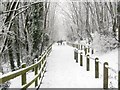 Hollingbury Woods in the snow