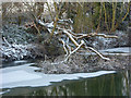 Riverbank and fallen tree