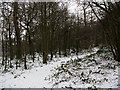 Winter in Elmstead Woods (4)